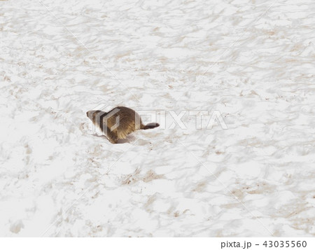 Marmot / Col de la Seigne,Italy     43035560