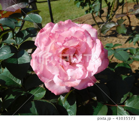 バラ 芳純 バラ 芳純 43035573