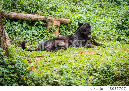 Black leopard or panther sleep on grass in jungle. 43035707