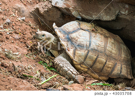 Galapagos tortoise in motion be an animal living 43035708