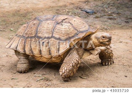 Galapagos tortoise in motion be an animal living 43035710