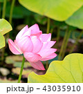 蓮子 43035910