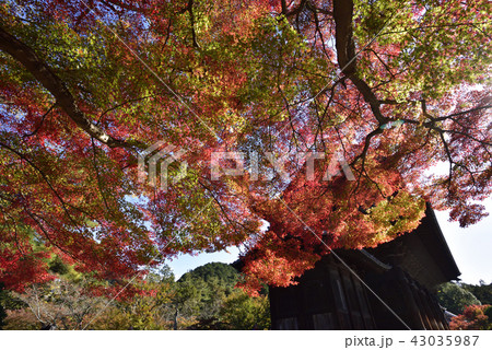 南禅寺 三門 紅葉 南禅寺 三門 紅葉 43035987