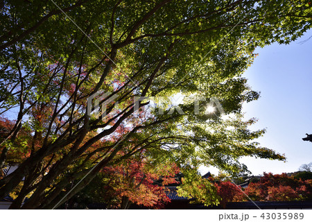 南禅寺塔頭 天授庵 南禅寺塔頭 天授庵 43035989