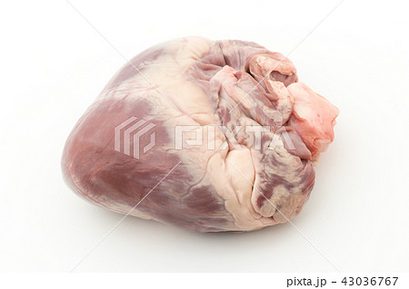 豚の心臓: pig's heart 43036767