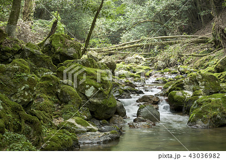 苔むした石と飯干川の流れ 苔むした石と飯干川の流れ 43036982