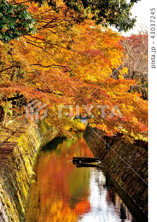 疎水の秋 疎水の秋 43037245
