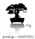 Vector of Bonsai tree. Japanese and Chinese trees. 43037631