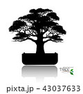 Vector of Bonsai tree. Japanese and Chinese trees. 43037633