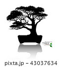 Vector of Bonsai tree. Japanese and Chinese trees. 43037634