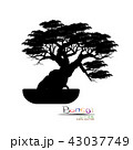 Vector of Bonsai tree. Japanese and Chinese trees. 43037749