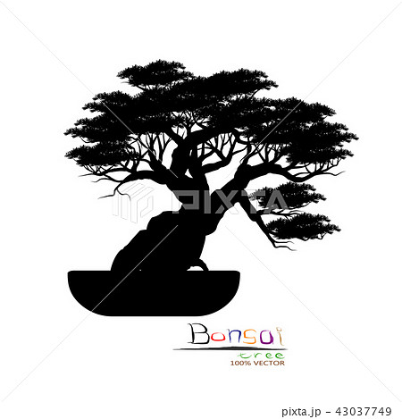 Vector of Bonsai tree. Japanese and Chinese trees. 43037749