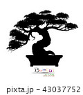 Vector of Bonsai tree. Japanese and Chinese trees. 43037752
