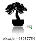 Vector of Bonsai tree. Japanese and Chinese trees. 43037754