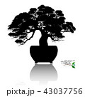 Vector of Bonsai tree. Japanese and Chinese trees. 43037756