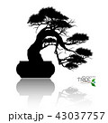 Vector of Bonsai tree. Japanese and Chinese trees. 43037757