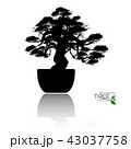 Vector of Bonsai tree. Japanese and Chinese trees. 43037758