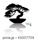 Vector of Bonsai tree. Japanese and Chinese trees. 43037759