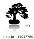 Vector of Bonsai tree. Japanese and Chinese trees. 43037760