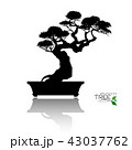 Vector of Bonsai tree. Japanese and Chinese trees. 43037762