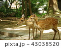 鹿 43038520