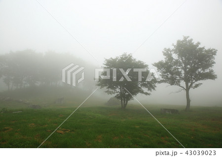 霧 草原 羊牧場 43039023