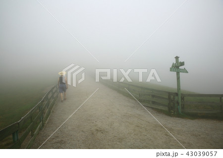 霧 草原 羊牧場 43039057