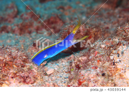 ハナヒゲウツボ 43039144