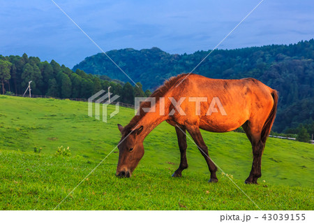 都井岬　夜明けの御崎馬　【宮崎県串間市】 43039155