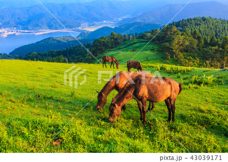 都井岬 夜明けの御崎馬 【宮崎県串間市】 都井岬 夜明けの御崎馬 【宮崎県串間市】 43039171
