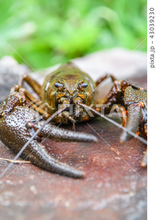 Live European crayfish Live European crayfish 43039230