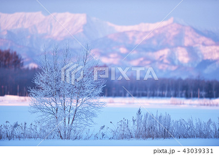 朝焼けに染まる雪山と樹氷(北海道・更別) 朝焼けに染まる雪山と樹氷(北海道・更別) 43039331