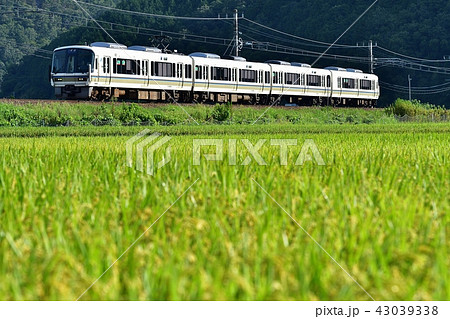 鉄道　列車　山陰本線　京都口　221系　普通　ローカル　園部~船岡　南丹市　田んぼ　田園　稲穂　苗　 43039338
