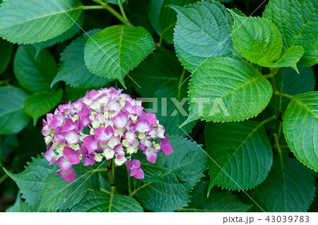 アジサイの花 43039783