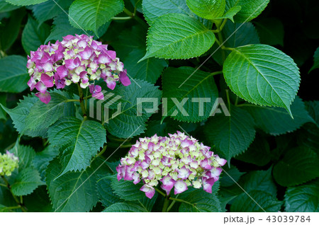 アジサイの花 43039784