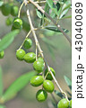 オリーブの実 43040089