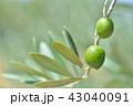 オリーブの実 43040091
