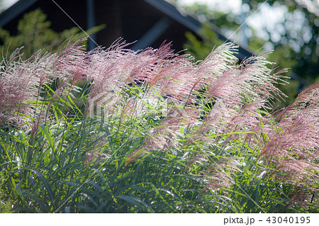 ススキ ススキ 43040195