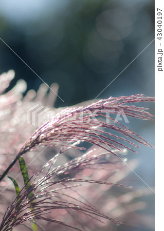 ススキ ススキ 43040197