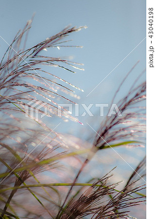 ススキ ススキ 43040198