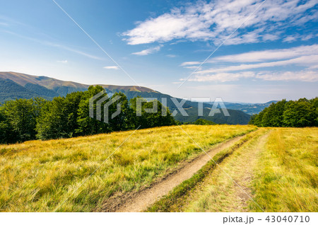 dirt road through alpine meadow among forest dirt road through alpine meadow among forest 43040710