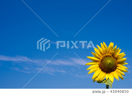ひまわり畑　 43040850