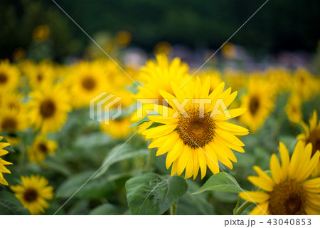 ひまわり畑　洲原ひまわりの里 43040853