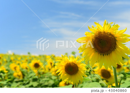 ひまわり畑　観光農園花ひろば 43040860