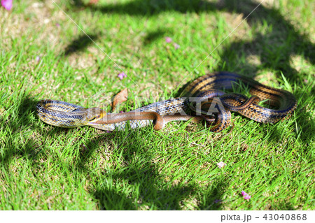 へビを食べるヘビ 43040868