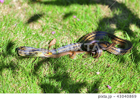 へビを食べるヘビ 43040869