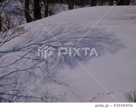 冬の影絵 冬の影絵 43040956