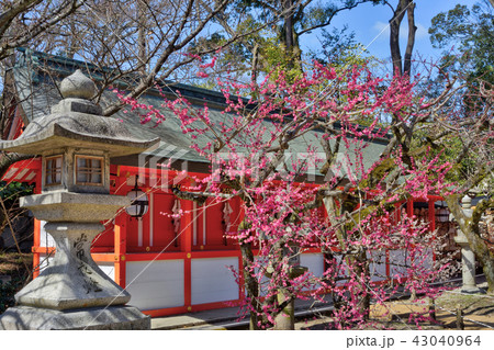 北野天満宮の梅と神社 北野天満宮の梅と神社 43040964