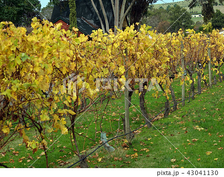 黄葉したワインヤードのぶどう-1 黄葉したワインヤードのぶどう-1 43041130