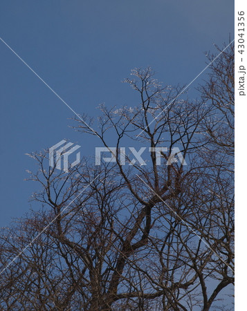 氷のきらめき 氷のきらめき 43041356